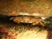 red eyed crab.jpg